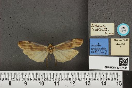 Zadadra distorta (Moore, 1872) - BMNH(E) 1377435 Zadadra distorta dorsal and labels.JPG