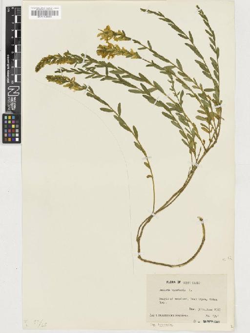 Genista tinctoria L. subsp. tinctoria - BM001036323