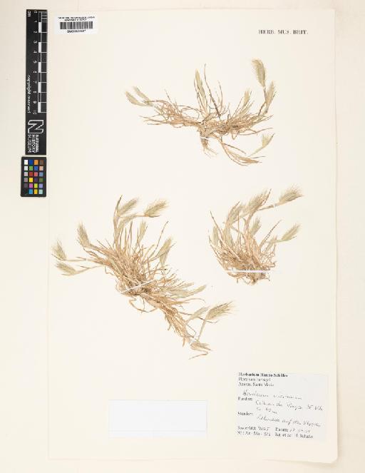 Hordeum marinum Huds. - 000829887