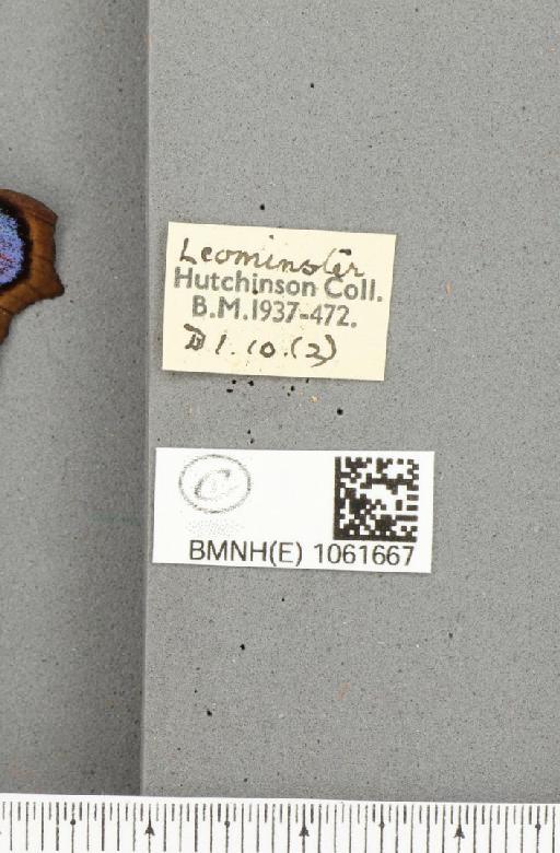 Aglais io (Linnaeus, 1758) - BMNHE_1061667_label_22296