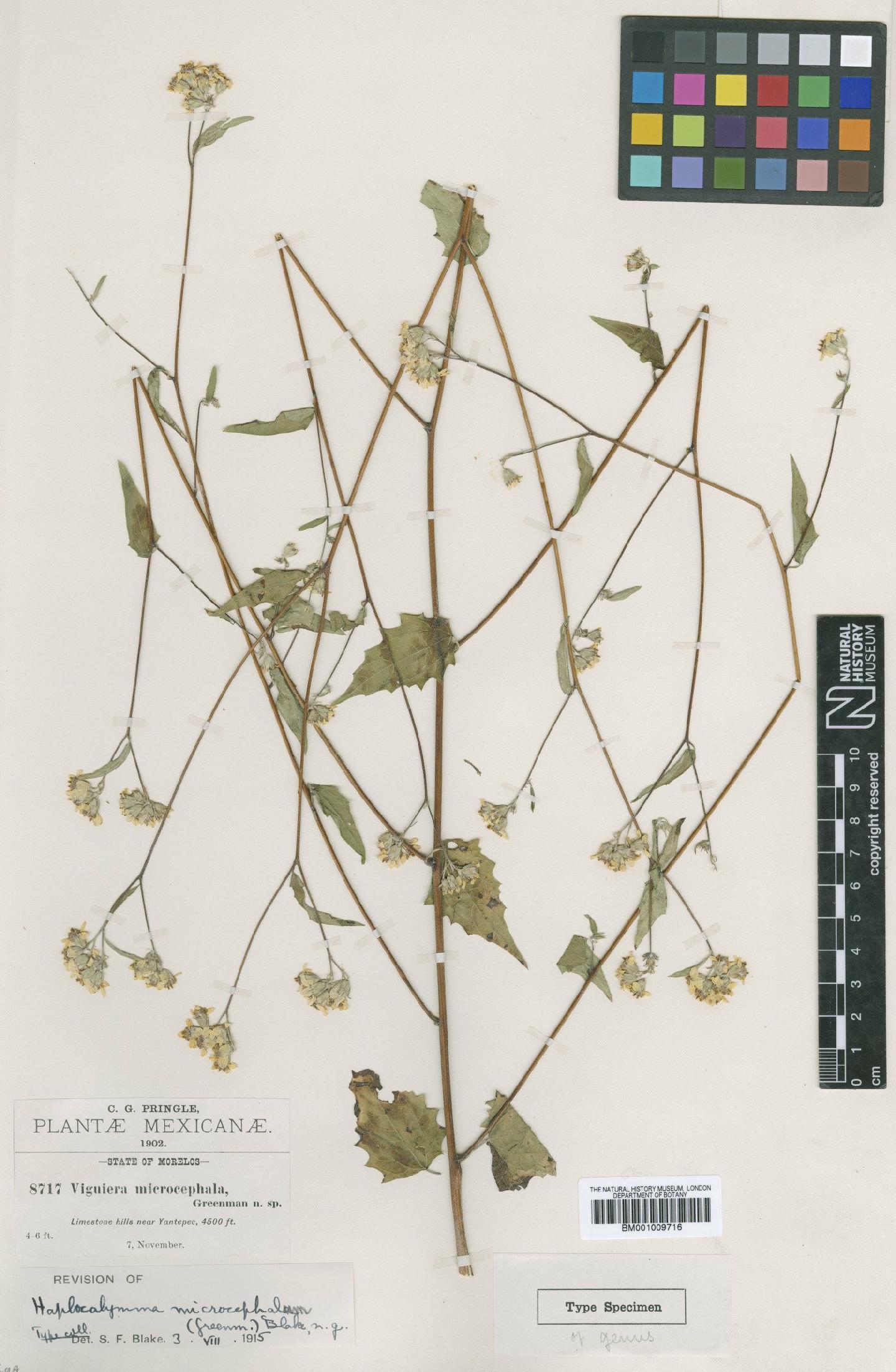 To NHMUK collection (Viguiera microcephala Greenm.; Type; NHMUK:ecatalogue:620462)