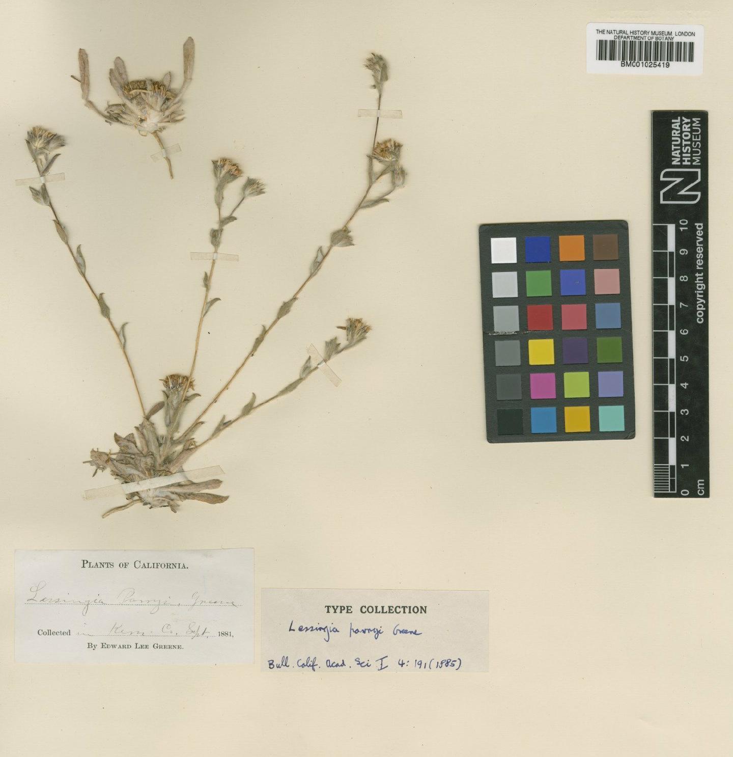 To NHMUK collection (Lessingia nana A.Gray; Type; NHMUK:ecatalogue:747212)