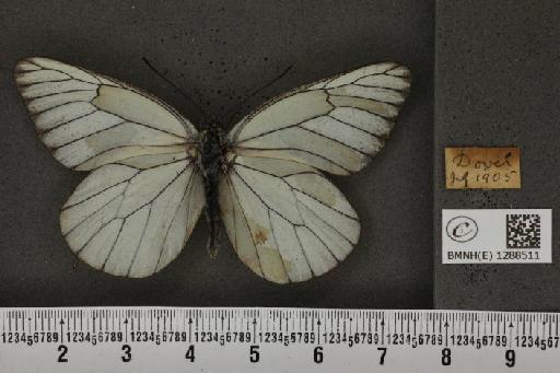 Aporia crataegi (Linnaeus, 1758) - BMNHE_1288511_125745