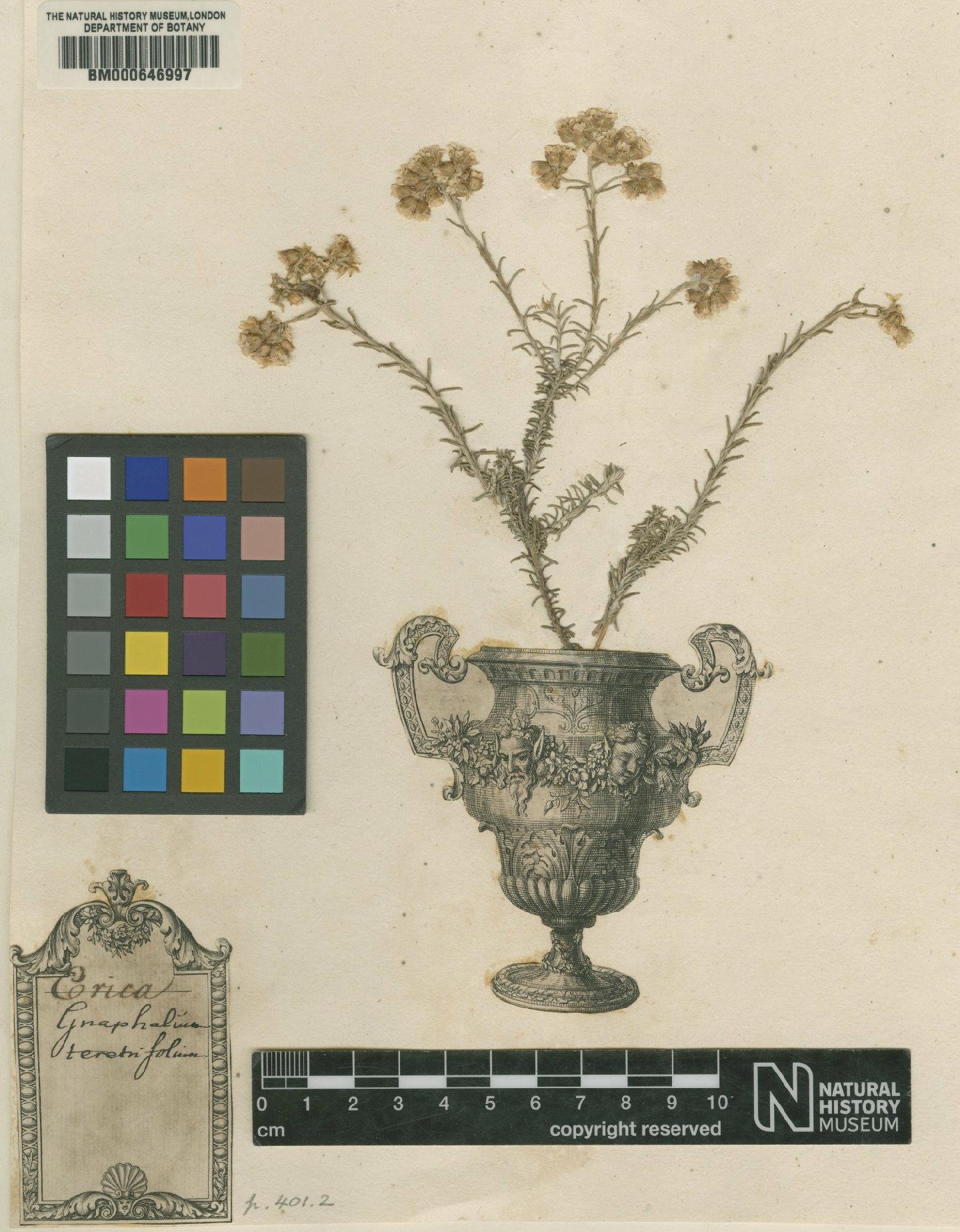 To NHMUK collection (Gnaphalium teretifolium L.; Original material; NHMUK:ecatalogue:4703595)