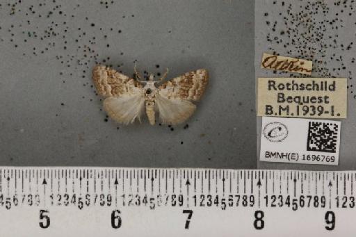 Nola aerugula ab. contrarialis Heydemann, 1933 - BMNHE_1696769_293121