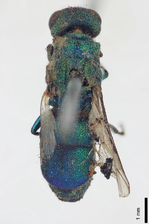 Chrysura sonorensis (Cameron, P., 1888) - Chrysis_sonorensis-BMNH(E)#970913_type-dorsal-1_6X