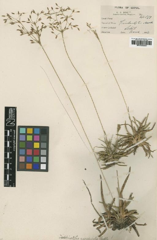 Fimbristylis fusca (Nees) Benth. ex C.B.Clarke - BM000959080