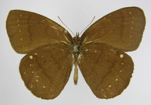 Euptychia stelligera Butler, 1874 - BMNH(E)_1267095_Forsterinaria_(Euptychia)_quantius_stelligera_Butler_HT_male_ (3)