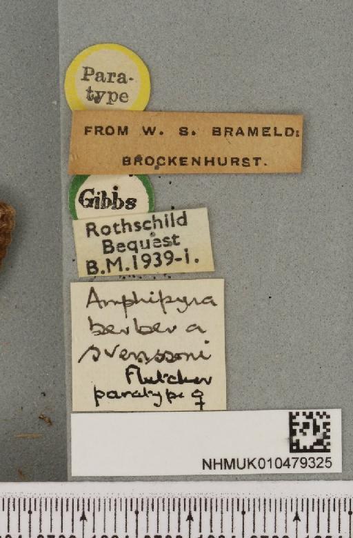 Amphipyra berbera svenssoni Fletcher, D.S., 1968 - NHMUK_010479325_label_571722