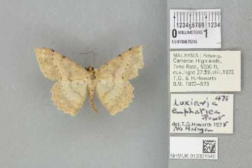Luxiaria emphatica Prout, 1925 - 013321540_815140_1401670