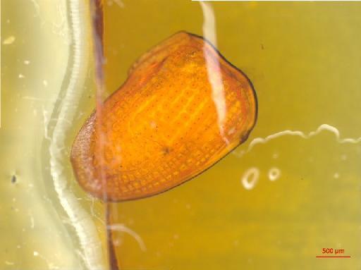 Cryptocephalinae Clavareau, 1913 - 010131390___3