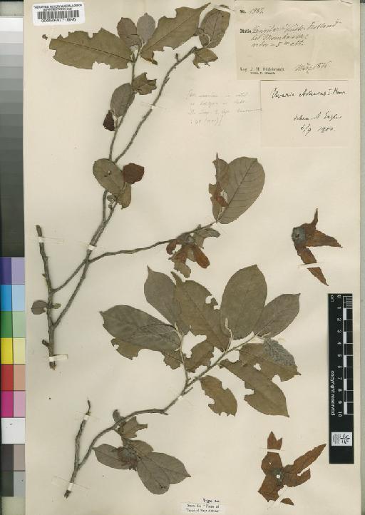 Asteranthe asterias subsp. asterias (S.Moore) Engl. & Diels - BM000546877