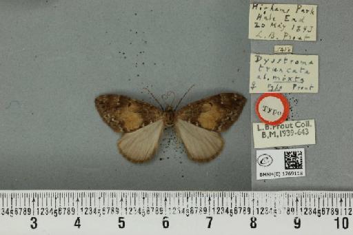 Dysstroma truncata truncata ab. mixta Prout, 1909 - BMNHE_1769118_350041