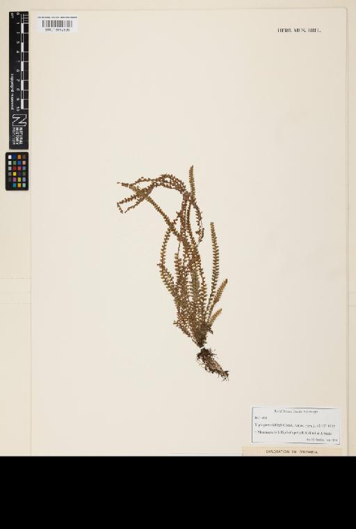 Moranopteris killipii (Copel.) R.Y.Hirai & J.Prado - 013859536