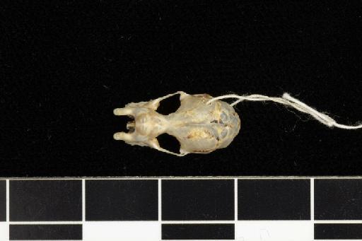 Rhinolophus feae Andersen, 1907 - 1907_1_9_16-Rhinolophus_feae-Syntype-Skull-dorsal