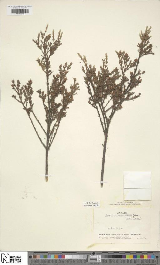 Hypericum laricifolium Juss. - BM001206654