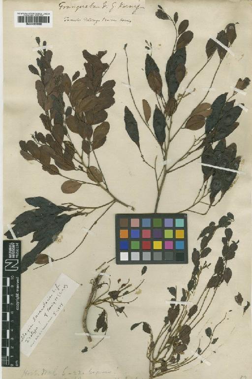 Dalbergia lanceolaria L.f. - BM000958685