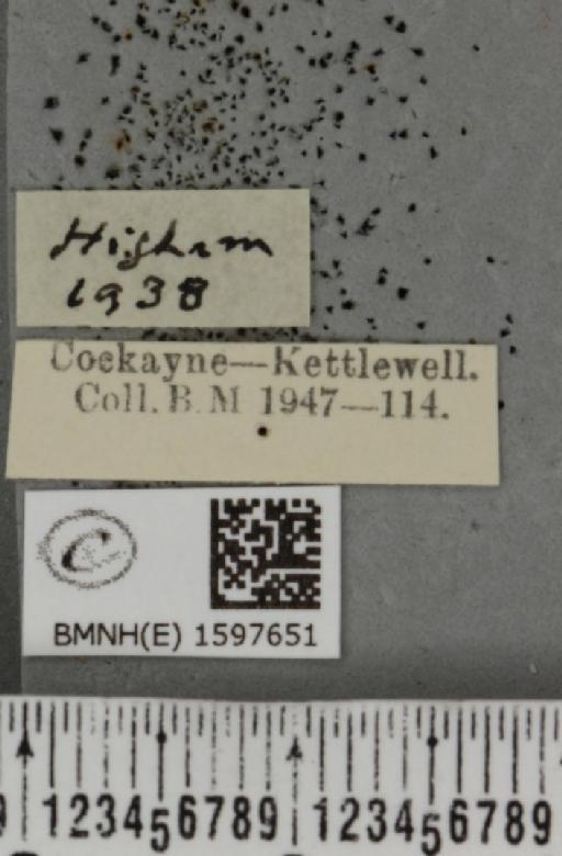 Idaea rusticata ab. albomarginata Lempke, 1949 - BMNHE_1597651_label_261838