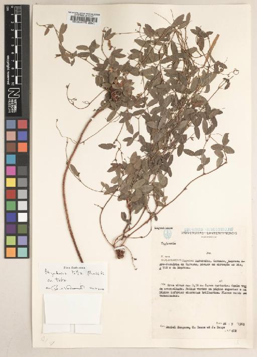 Rhynchosia totta (Thunb.) DC. - BM000595375