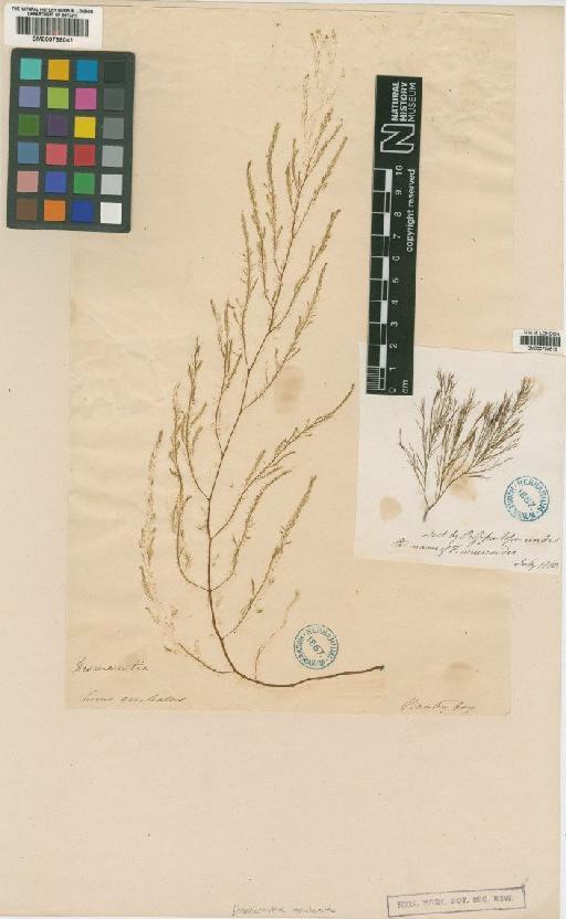 Desmarestia aculeata (L.) J.V.Lamour. - BM000766041