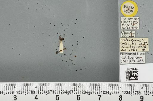 Melanagromyza colombiensis Spencer, 1963 - BMNHE_1469444_45148