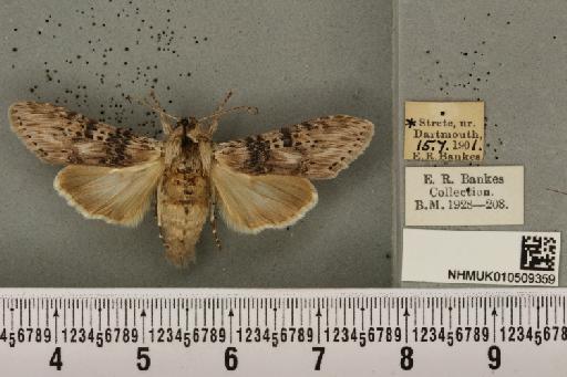 Cucullia absinthii (Linnaeus, 1761) - NHMUK_010509359_567061