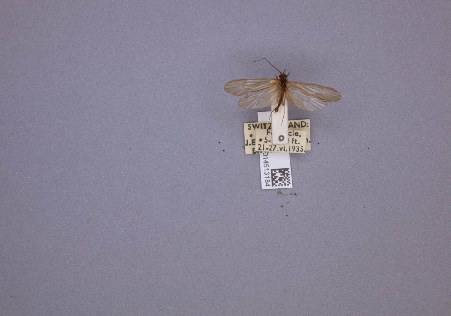 Drusus alpinus