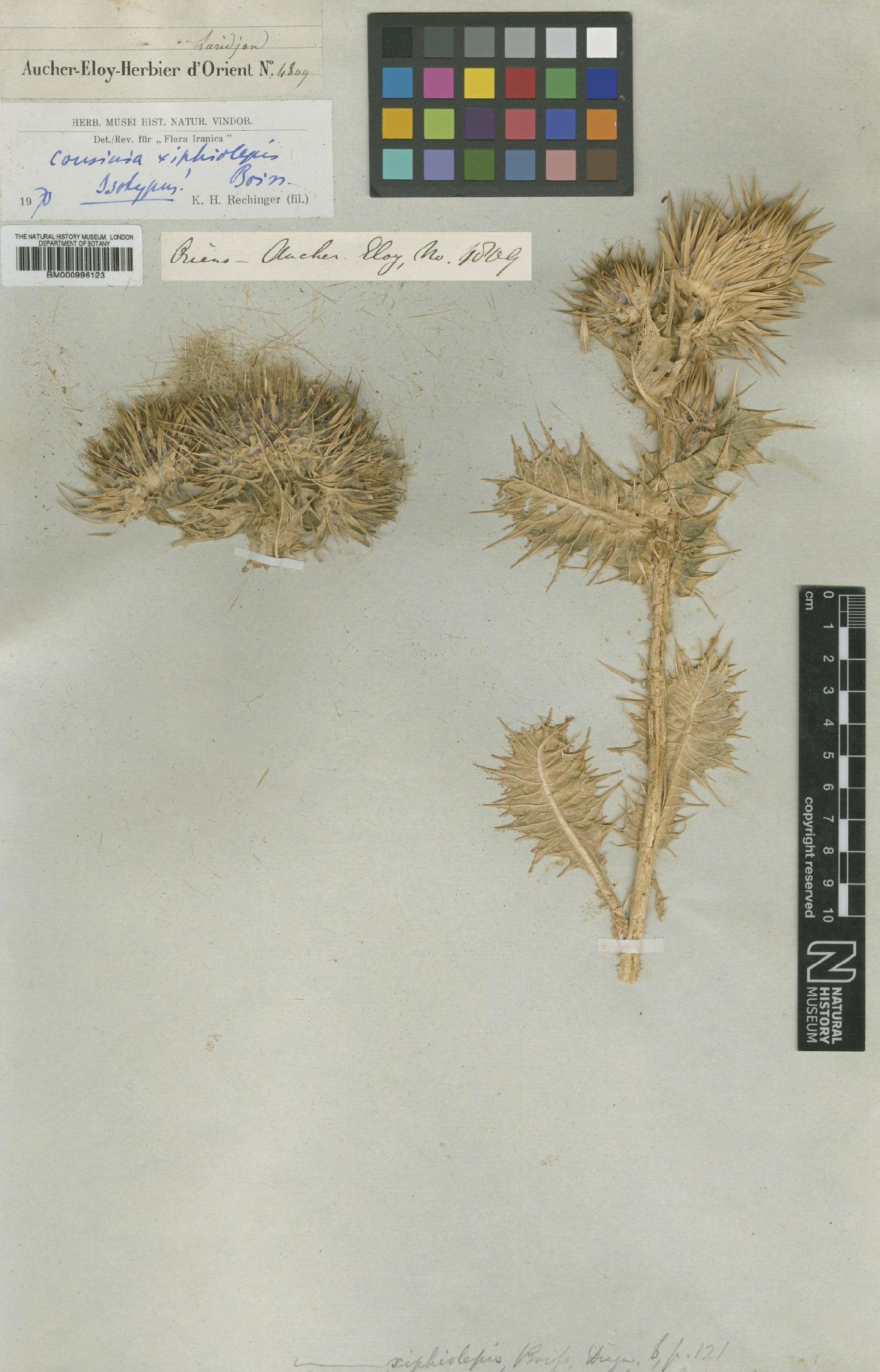 To NHMUK collection (Cousinia xiphiolepis Boiss.; Isotype; NHMUK:ecatalogue:475832)