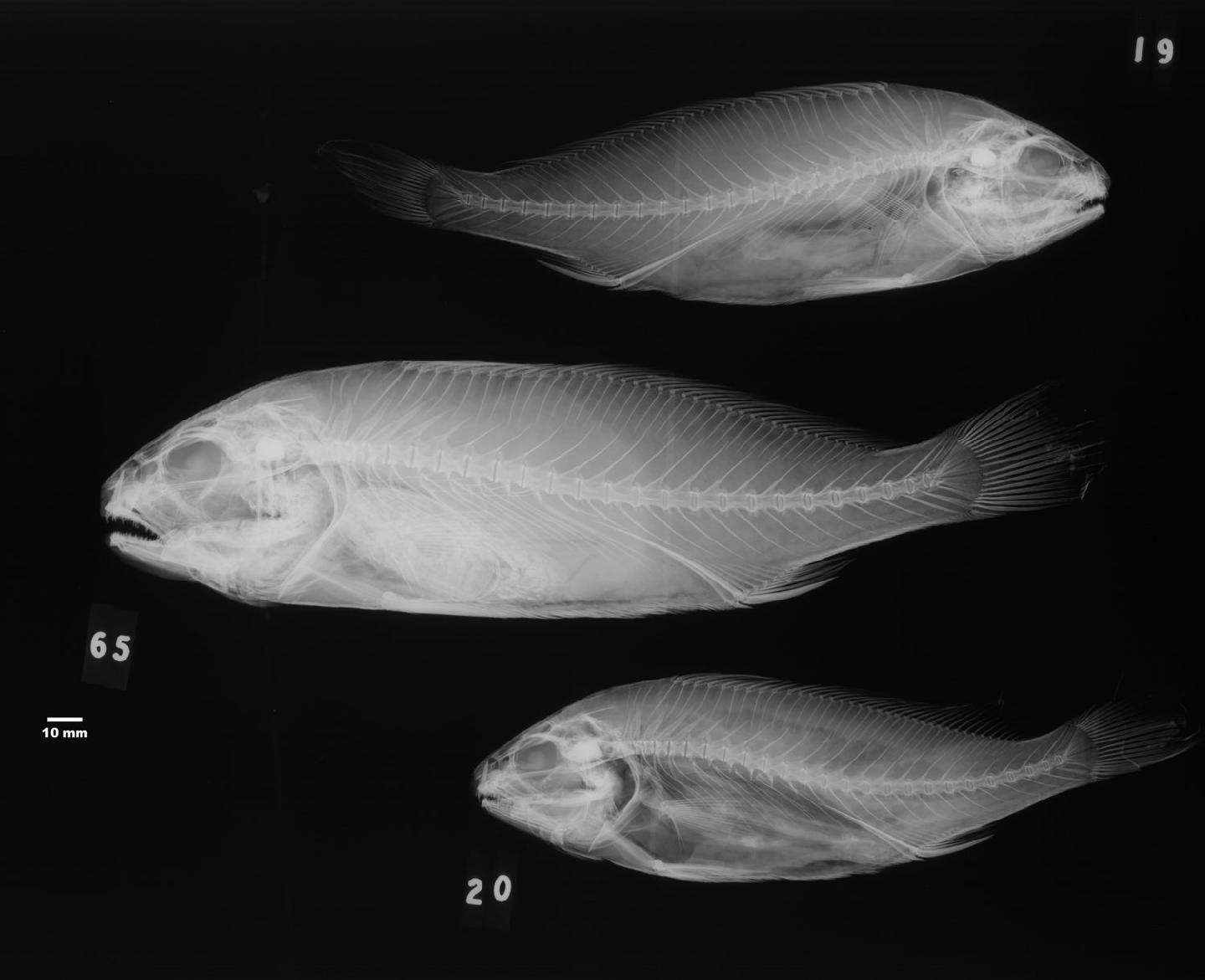 Nibea semifasciata thumbnail