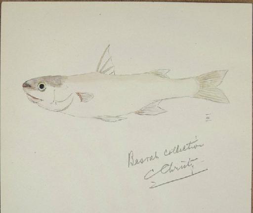 Chrysophrys berda - Zoology Accessions Register: Fishes: 1912 - 1936: page 82D