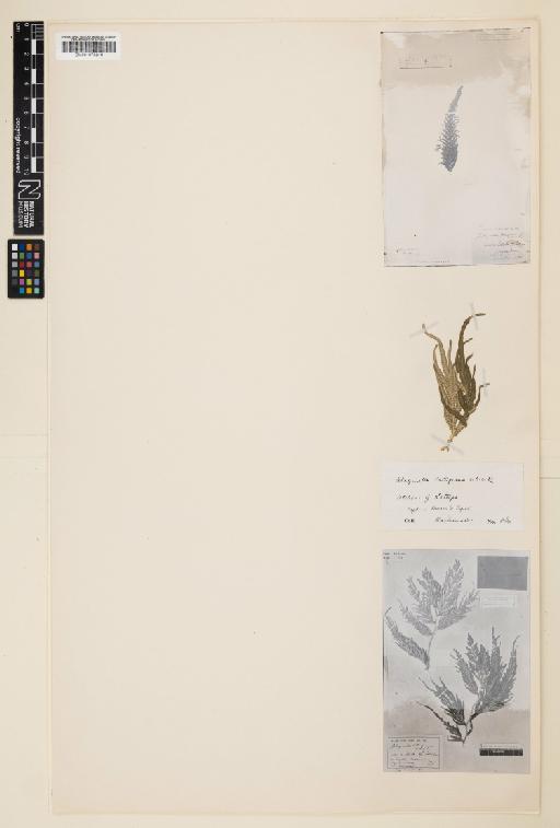 Selaginella latupana Alderw. - 001073316