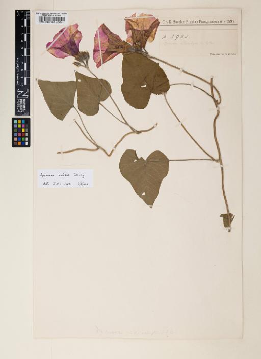 Ipomoea rubens Choisy - 000089490