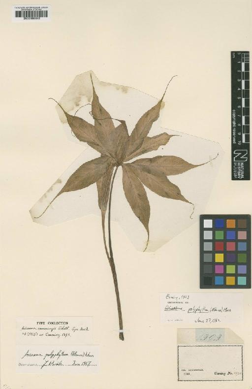 Arisaema polyphyllum (Blanco) Merr. - BM000958552