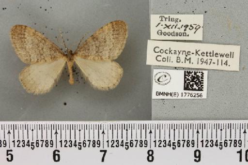 Operophtera brumata (Linnaeus, 1758) - BMNHE_1776256_358448