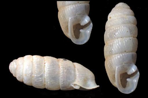 Gulella martiniana J.Gerlach et al., 2023 - 20220206, HOLOTYPE, Gulella martiniana J.Gerlach et al., 2023