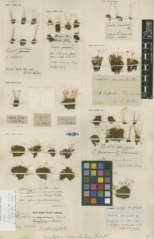 Ceratodon purpureus subsp. convolutus (Reichardt) Burley - BM000965261_a