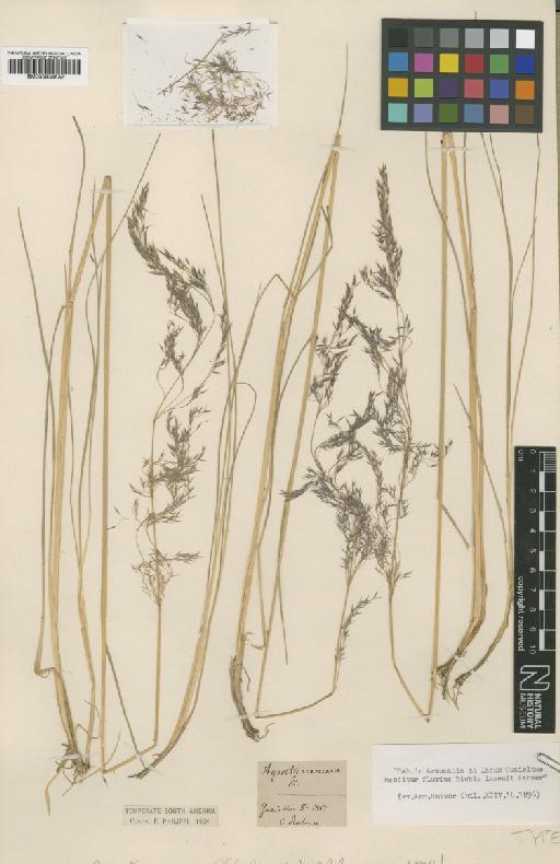 Agrostis araucana Phil. - BM000938532