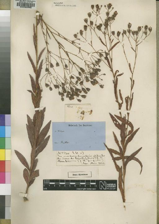 Vernonia rhodophylla O.Hoffm. - BM000629463