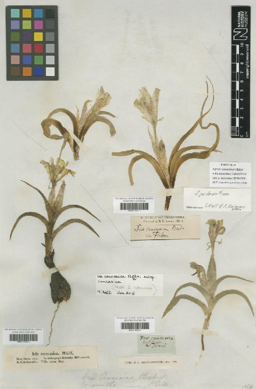 Iris palaestina (Baker) Boiss. - BM001209272