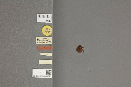 Onthophagus turmalis Gillet, 1924 - 014663287_dorsal_labels