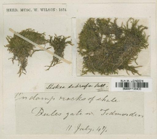 Orthothecium intricatum (Hartm.) Schimp. in Bruch, Schimp. & W.Gümbel - BM001108400