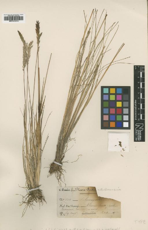 Calamagrostis amoena (Pilg.) Pilg. - BM000938552