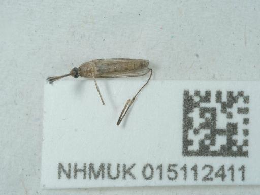 Culicidae Meigen, 1818 - 015112411_2