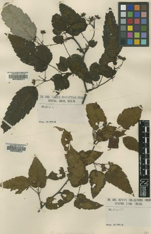 Rubus trianthus Focke - BM000622271
