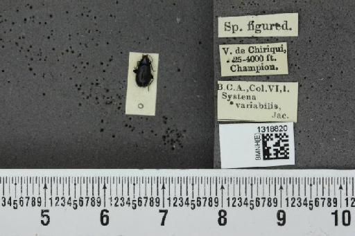 Systena variabilis Jacoby, 1884 - BMNHE_1318820_26467