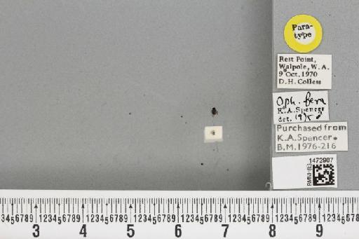 Ophiomyia fera Spencer, 1977 - BMNHE_1472987_47373