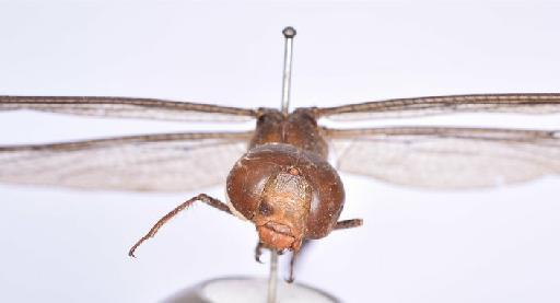 Gynacantha stevensoni Fraser, 1927 - BMNHE_1684982-Gynacantha_stevensoni-head_front