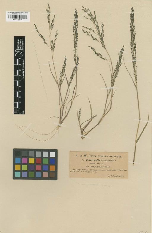 Eragrostis cilianensis (All.) F.T.Hubb. - BM001134176