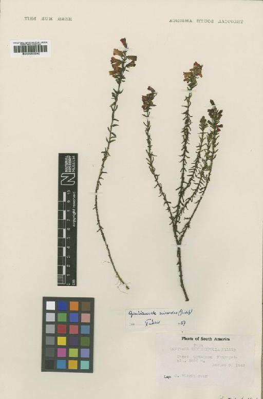 Gentianella ericoides (Griseb.) Fabris - BM000953042