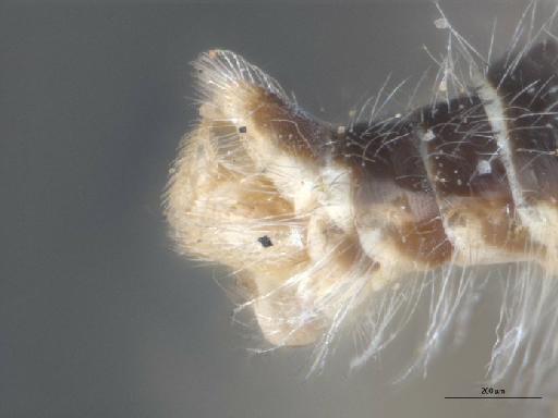 Heterotropus gracilis Greathead, 1967 - 010629032_Heterotropus_gracilis_terminalia_lateral_Paratype